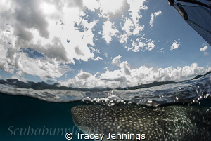Under the waves by Tracey Jennings 